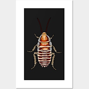 Cape Zebra cockroach (Temnopteryx phalerata) Posters and Art